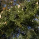 Cedr himalajski (Cedrus deodara) w doniczce C1
