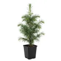Cedr himalajski (Cedrus deodara) w doniczce C1