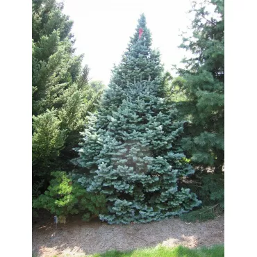 Jodła górska arizońska (Abies lasiocarpa arizonica) w doniczce P6