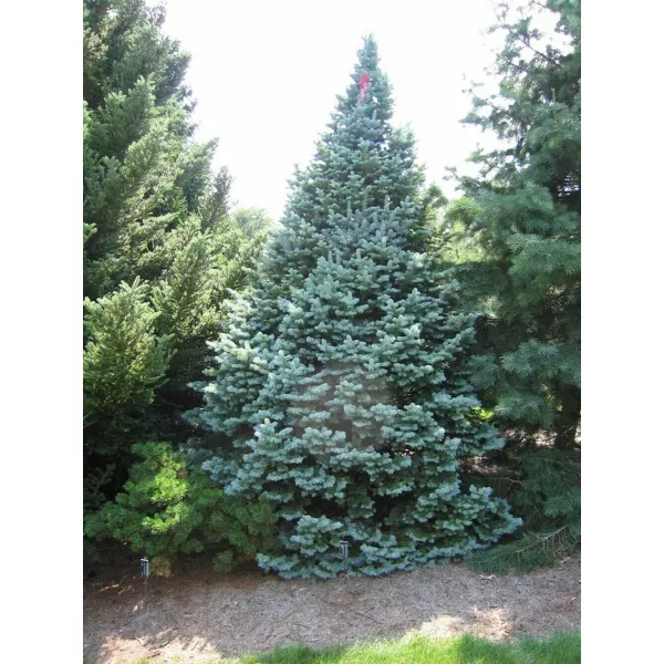 Jodła górska arizońska (Abies lasiocarpa arizonica) w doniczce P6
