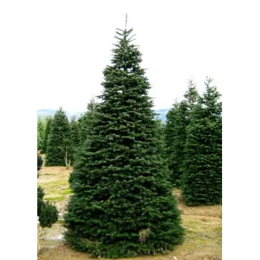 Jodła kaukaska (Abies nordmanniana) w doniczce P6