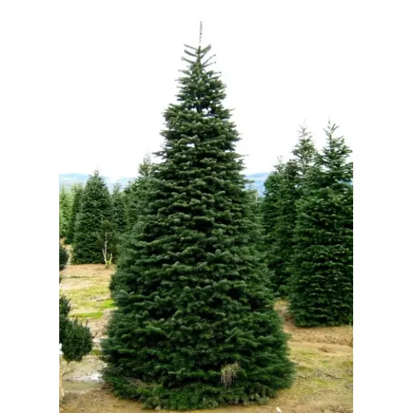 Jodła kaukaska (Abies nordmanniana) w doniczce P6