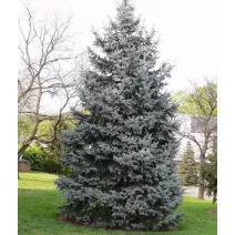 Jodła kalifornijska (Abies concolor) w doniczce P6