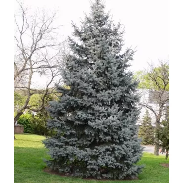 Jodła kalifornijska (Abies concolor) w doniczce P6