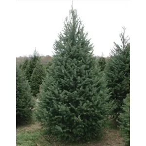 Daglezja zielona (Pseudotsuga menziesii) w doniczce P12