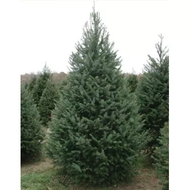 Daglezja zielona (Pseudotsuga menziesii) w doniczce P12