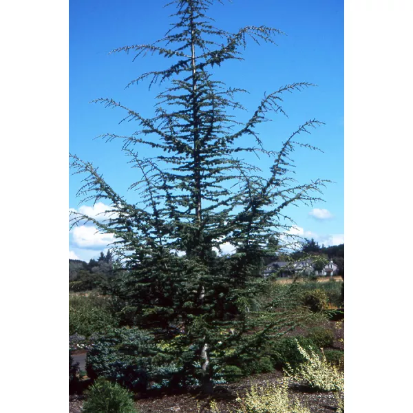 Cedr libański w (Cedrus libani) doniczce C1