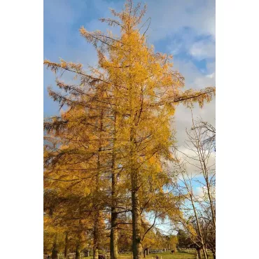 Modrzew europejski (Larix decidua) w doniczce C1