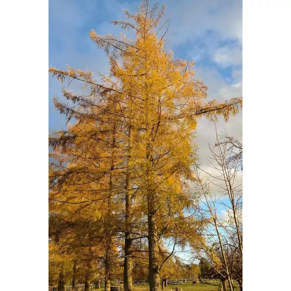 Modrzew europejski (Larix decidua) w doniczce C1