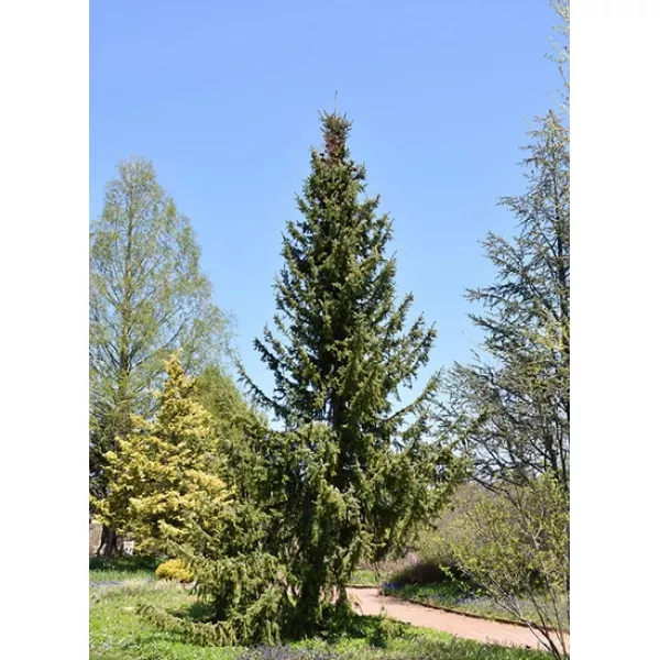 Świerk serbski (Picea omorika) w doniczce C1