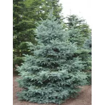 Świerk kłujący San Juan (Picea pungens Glauca San Juan)w doniczce C1