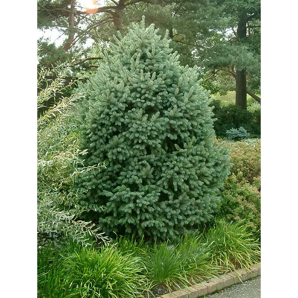 Świerk Engelmanna (Picea engelmannii) w doniczce C1