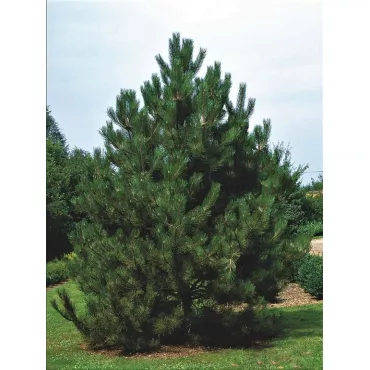 Sosna czarna austriacka (Pinus nigra austriaca) w doniczce C1