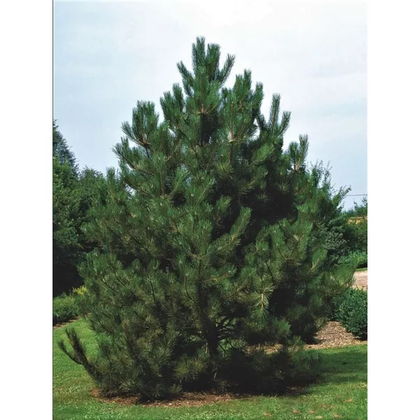 Sosna czarna austriacka (Pinus nigra austriaca) w doniczce C1