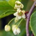Cytryniec (Schisandra chinensis)