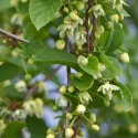 Cytryniec (Schisandra chinensis)
