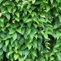 Cytryniec (Schisandra chinensis)