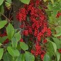 Cytryniec (Schisandra chinensis)