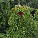 Cytryniec (Schisandra chinensis)