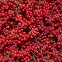 Cytryniec (Schisandra chinensis)