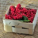 Cytryniec (Schisandra chinensis)