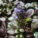 Mahoniowa dąbrówka Mahagony (Ajuga)