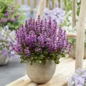 Dąbrówka Midnight Mistery (Ajuga)