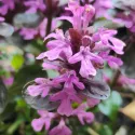 Dąbrówka Midnight Mistery (Ajuga)