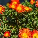 Pomarańczowo-czerwona delosperma Icecream Fire (Delosperma)