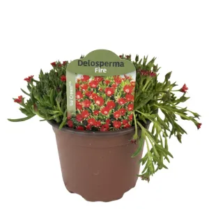 Pomarańczowo-czerwona delosperma Icecream Fire (Delosperma)