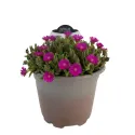 Fuksjowa delosperma Icecream Fuchsia (Delosperma)