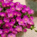 Fuksjowa delosperma Icecream Fuchsia (Delosperma)