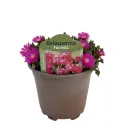 Fuksjowa delosperma Icecream Fuchsia (Delosperma)