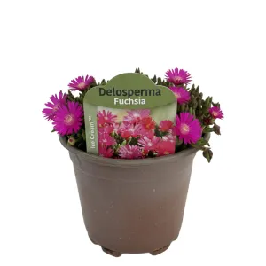 Fuksjowa delosperma Icecream Fuchsia (Delosperma)
