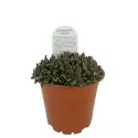 Różowa delosperma Jewel of Desert Rosequartz (Delosperma)