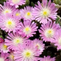 Różowa delosperma Jewel of Desert Rosequartz (Delosperma)