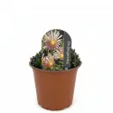 Różowa delosperma Jewel of Desert Rosequartz (Delosperma)