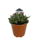 Fioletowa delosperma Ocean Sunset Violet (Delosperma)