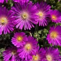 Fioletowa delosperma Ocean Sunset Violet (Delosperma)