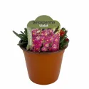 Fioletowa delosperma Ocean Sunset Violet (Delosperma)