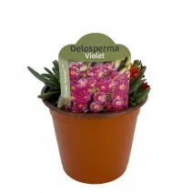 Fioletowa delosperma Ocean Sunset Violet (Delosperma)