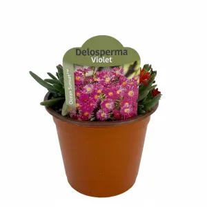 Fioletowa delosperma Ocean Sunset Violet (Delosperma)