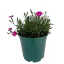 Różowy goździk Kahori Pink (Dianthus)