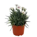 Srebrno-biały goździk Silver Star (Dianthus)