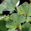 Miłorząb dwuklapowy (Ginkgo biloba) w doniczce 2 L