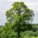 Miłorząb dwuklapowy (Ginkgo biloba) w doniczce 2 L