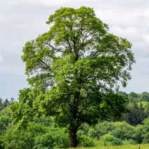 Miłorząb dwuklapowy (Ginkgo biloba) w doniczce 2 L