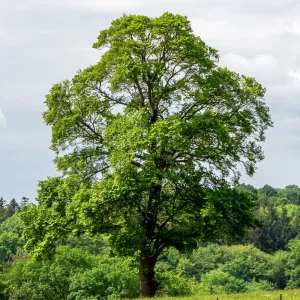 Miłorząb dwuklapowy (Ginkgo biloba) w doniczce 2 L