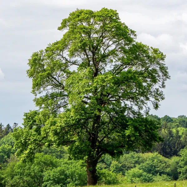 Miłorząb dwuklapowy (Ginkgo biloba) w doniczce 2 L