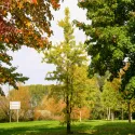 Miłorząb dwuklapowy (Ginkgo biloba) w doniczce 2 L